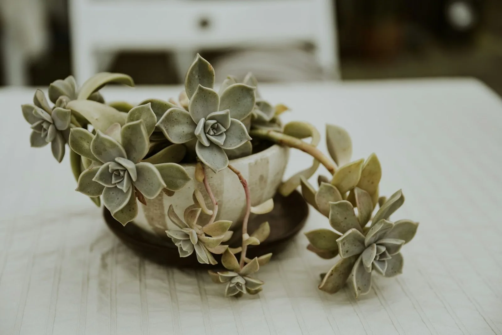 A ceramic bowl of trailing succulents