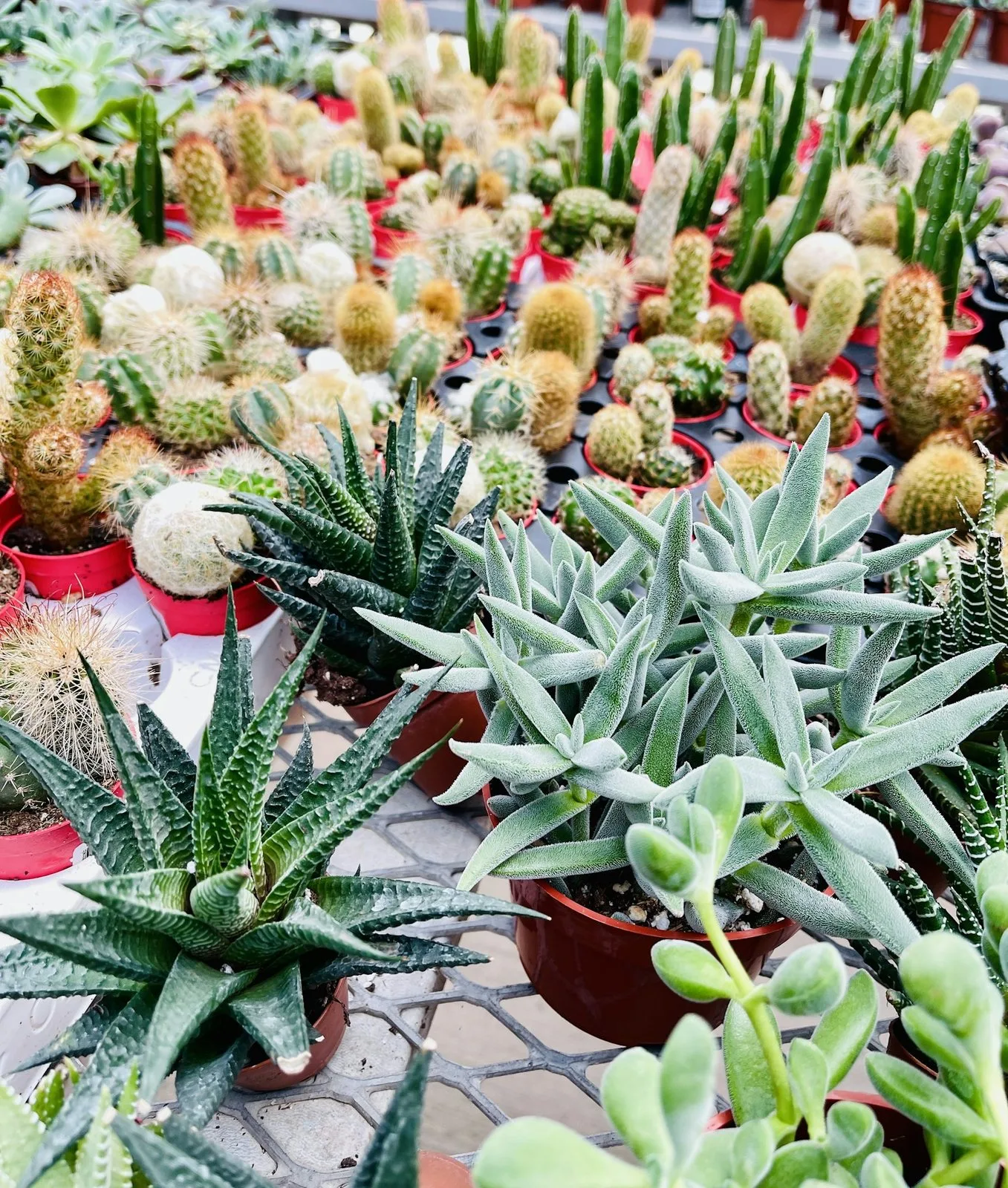 Rows of small potted cacti and succulents
