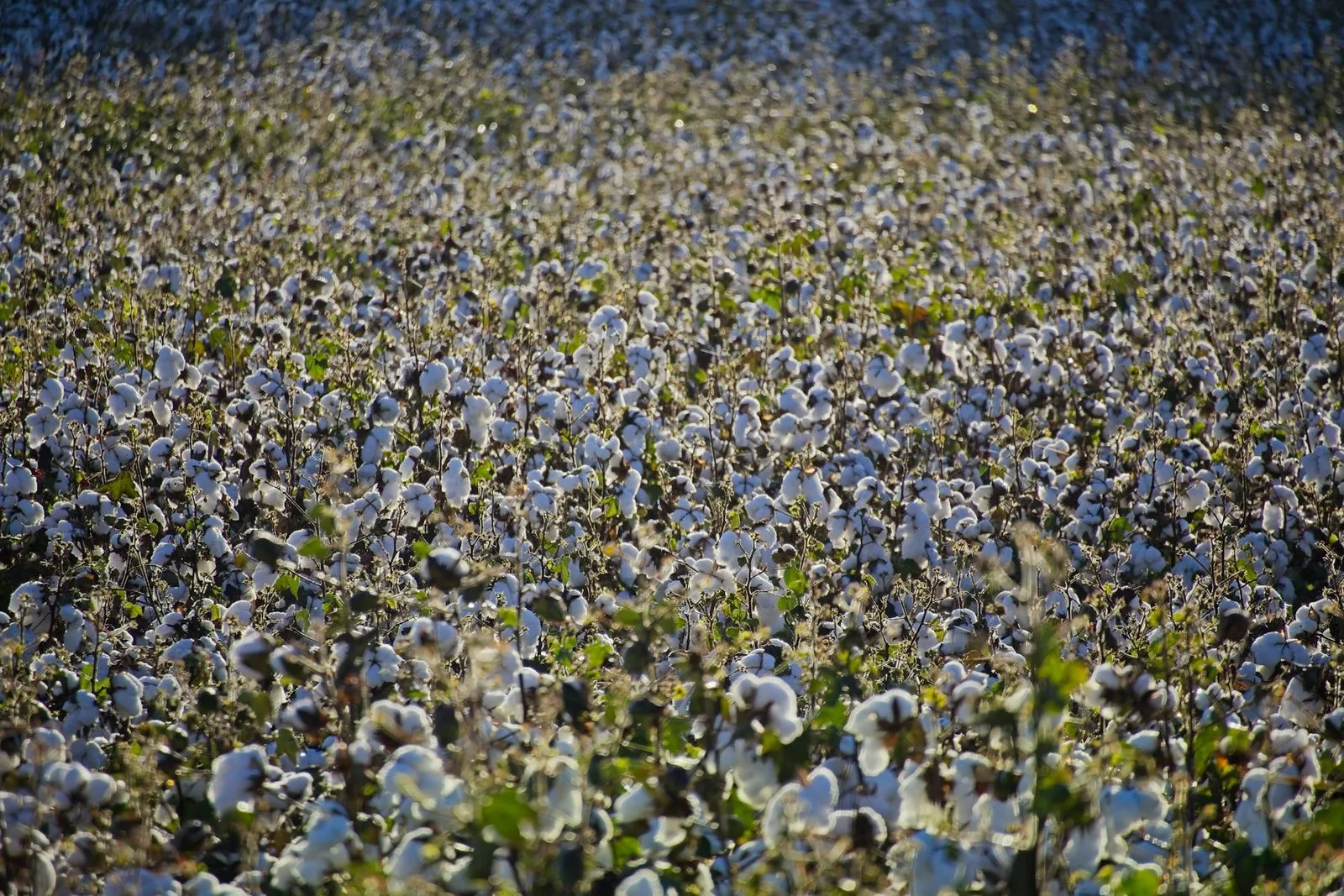 A sunlit field of ripe cotton