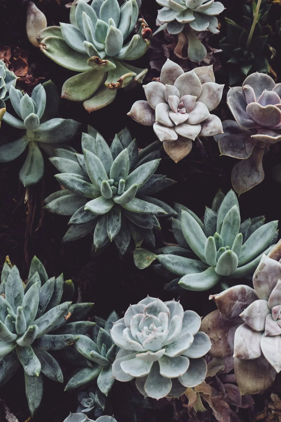 A close-up cluster of mixed succulents